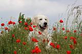 GOLDEN RETRIEVER 302